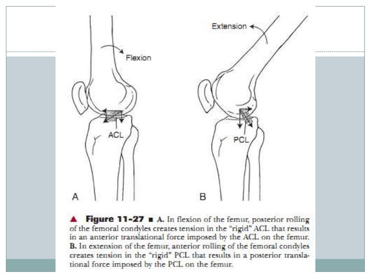 Biomechanics of knee complex 6 tibiofemoral jt function