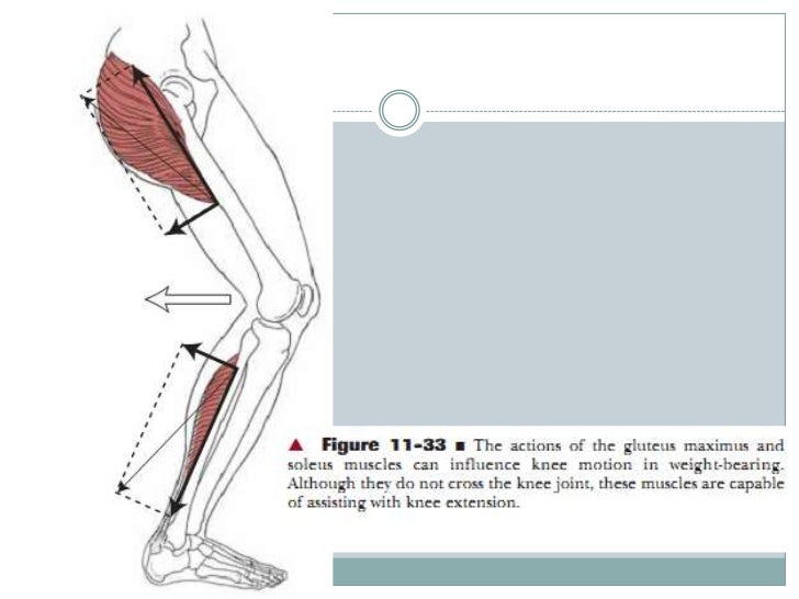 Biomechanics of knee complex 7 muscles