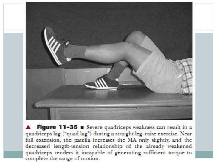 Biomechanics of knee complex 7 muscles