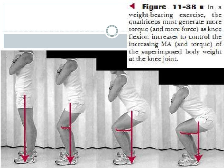 Biomechanics of knee complex 7 muscles