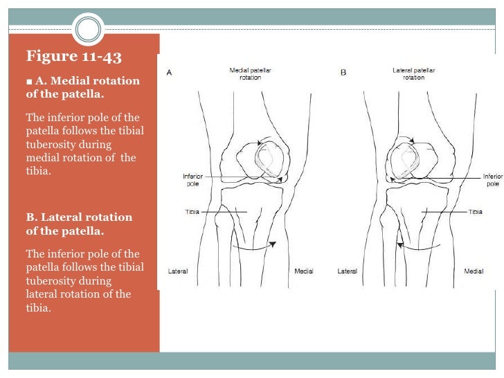 Biomechanics of knee complex 8 patellofemoral joint