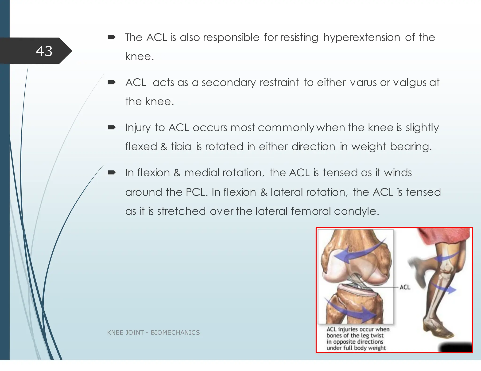 Acl External Rotation Biomechanics of knee joint.dbbdndxbwjdjrjrjr | PDF