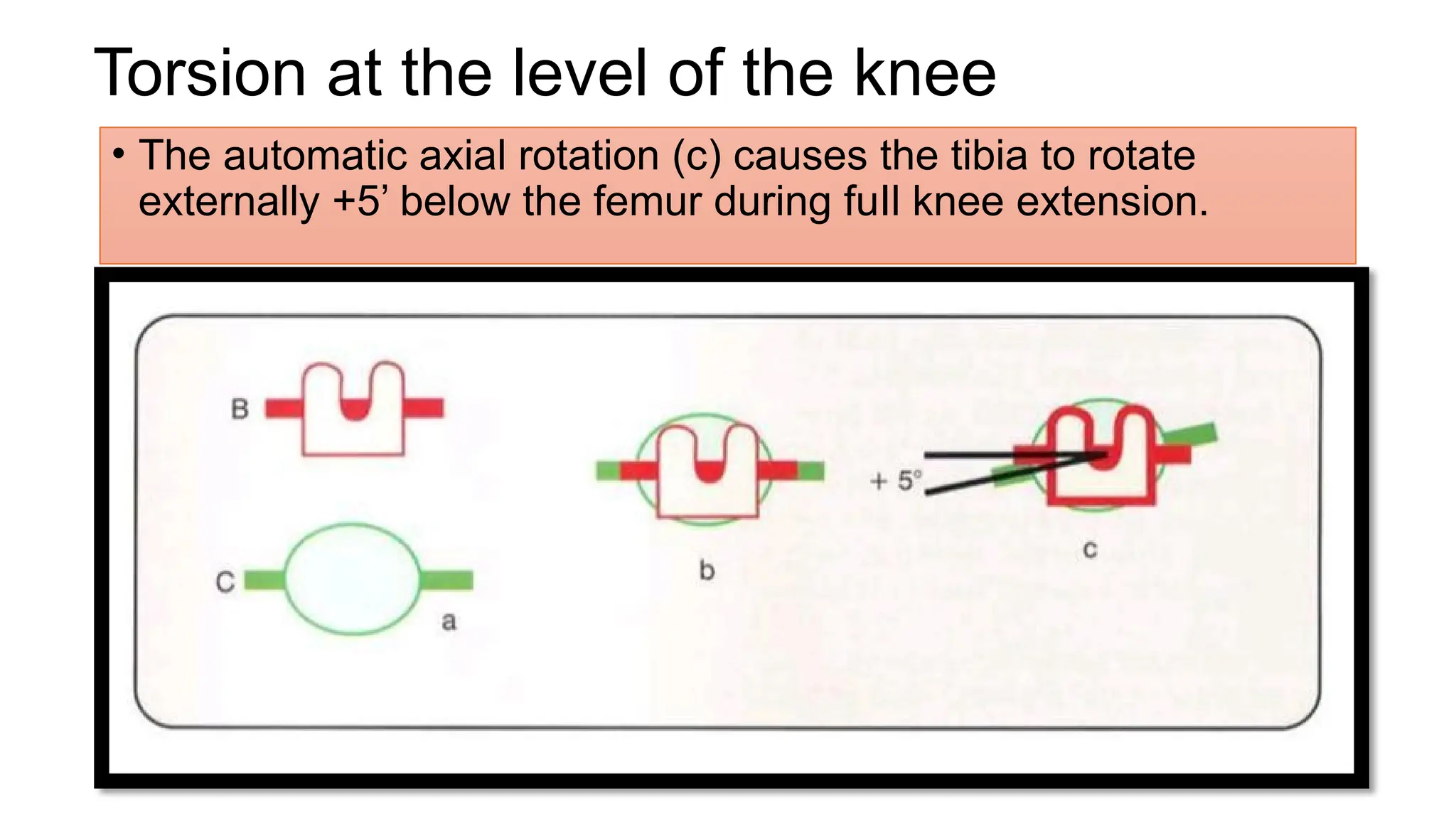Axial Rotation Tibia Biomechanics of Knee Joint For Orthopaedic Residents | PPTX