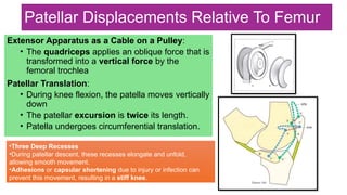 Extensor Excursion Biomechanics of Knee Joint For Orthopaedic Residents | PPTX