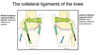 Mcl Course Biomechanics of Knee Joint For Orthopaedic Residents | PPTX