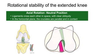 Biomechanics of Knee Joint For Orthopaedic Residents | PPTX