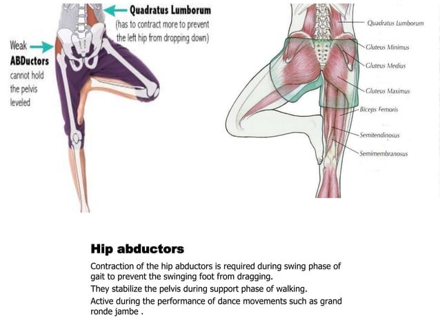 Biomechanics of lower Limb | PPT