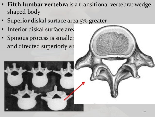 Biomechanics of lumbar spine