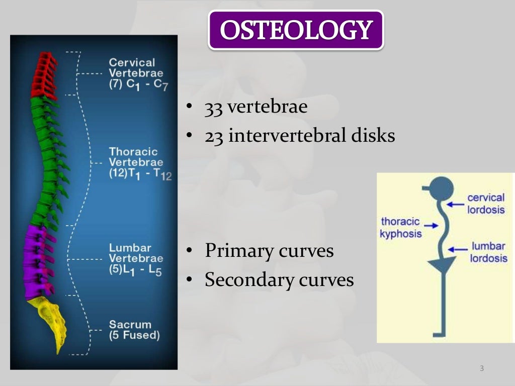 Biomechanics of lumbar spine