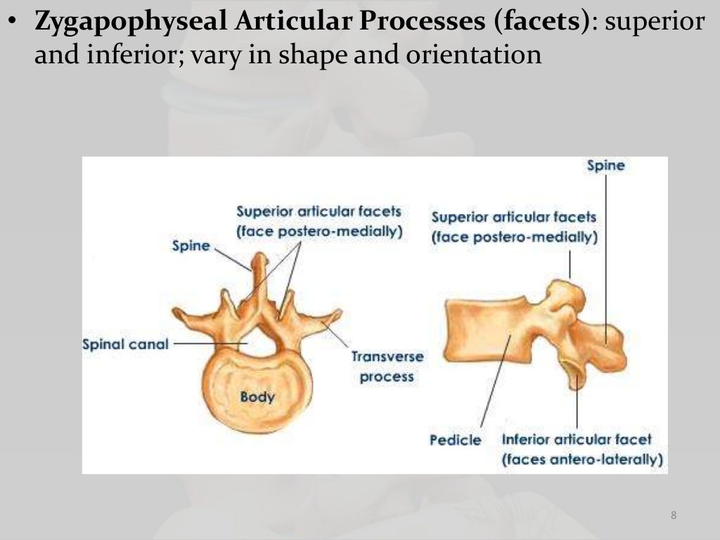 Biomechanics of lumbar spine