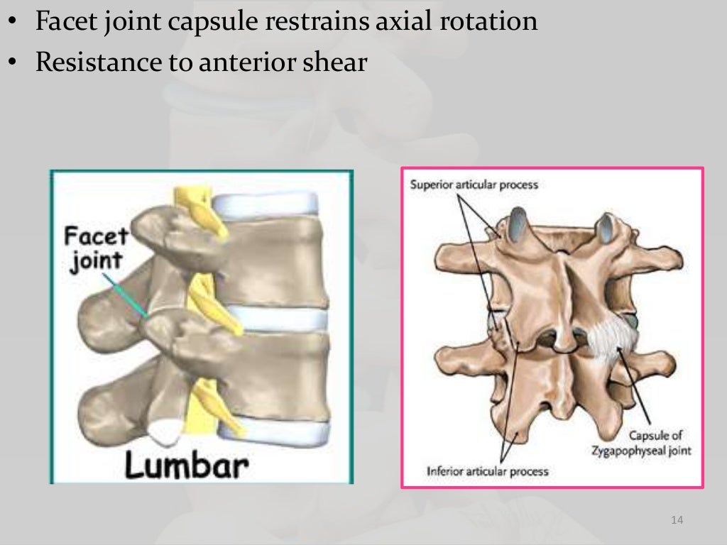 Biomechanics of lumbar spine