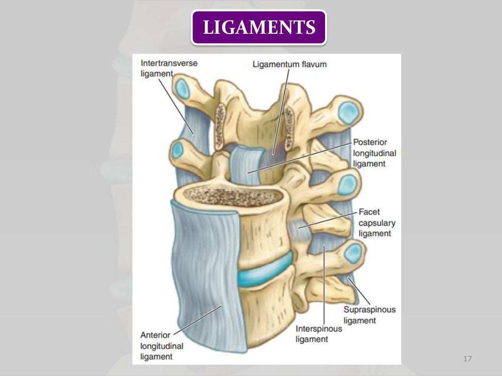 Biomechanics of lumbar spine