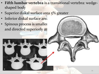 • Fifth lumbar vertebra is a transitional vertebra: wedge-
shaped body
• Superior diskal surface area 5% greater
• Inferior diskal surface area smaller
• Spinous process is smaller, transverse processes are large
and directed superiorly and posteriorly
10
 