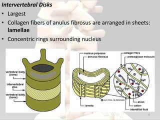 Intervertebral Disks
• Largest
• Collagen fibers of anulus fibrosus are arranged in sheets:
lamellae
• Concentric rings surrounding nucleus
11
 
