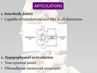 1. Interbody Joints
• Capable of translations and tilts in all directions
2. Zygapophyseal articulation
• True synovial joints
• Fibroadipose meniscoid structures 13
ARTICULATIONS
 