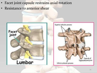 • Facet joint capsule restrains axial rotation
• Resistance to anterior shear
14
 