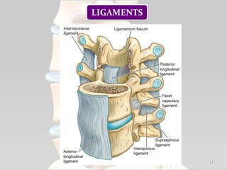 17
LIGAMENTS
 