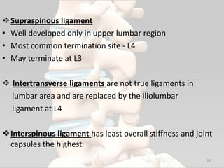 Supraspinous ligament
• Well developed only in upper lumbar region
• Most common termination site - L4
• May terminate at L3
 Intertransverse ligaments are not true ligaments in
lumbar area and are replaced by the iliolumbar
ligament at L4
Interspinous ligament has least overall stiffness and joint
capsules the highest
18
 