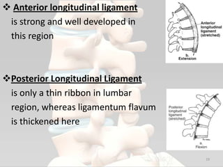  Anterior longitudinal ligament
is strong and well developed in
this region
Posterior Longitudinal Ligament
is only a thin ribbon in lumbar
region, whereas ligamentum flavum
is thickened here
19
 