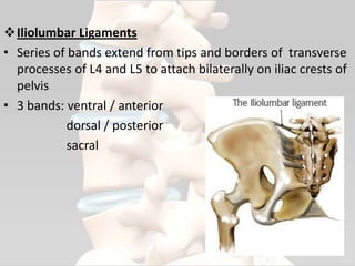 Iliolumbar Ligaments
• Series of bands extend from tips and borders of transverse
processes of L4 and L5 to attach bilaterally on iliac crests of
pelvis
• 3 bands: ventral / anterior
dorsal / posterior
sacral
20
 
