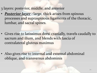 3 layers: posterior, middle, and anterior
• Posterior layer : large, thick arises from spinous
processes and supraspinous ligaments of the thoracic,
lumbar, and sacral spines.
• Gives rise to latissimus dorsi cranially, travels caudally to
sacrum and ilium, and blends with fascia of
contralateral gluteus maximus
• Also gives rise to internal and external abdominal
oblique, and transversus abdominis
24
 