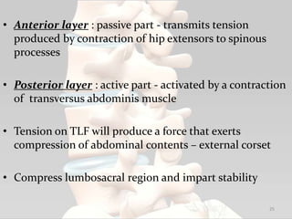 • Anterior layer : passive part - transmits tension
produced by contraction of hip extensors to spinous
processes
• Posterior layer : active part - activated by a contraction
of transversus abdominis muscle
• Tension on TLF will produce a force that exerts
compression of abdominal contents – external corset
• Compress lumbosacral region and impart stability
25
 