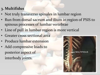 3. Multifidus
• Not truly transverso spinales in lumbar region
• Run from dorsal sacrum and ilium in region of PSIS to
spinous processes of lumbar vertebrae
• Line of pull in lumbar region is more vertical
• Greater cross sectional area
• Produce lumbar extension
• Add compressive loads to
posterior aspect of
interbody joints.
27
 