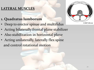 LATERAL MUSCLES
1. Quadratus lumborum
• Deep to erector spinae and multifidus
• Acting bilaterally:frontal plane stabilizer
• Also stabilization in horizontal plane
• Acting unilaterally, laterally flex spine
and control rotational motion
28
 