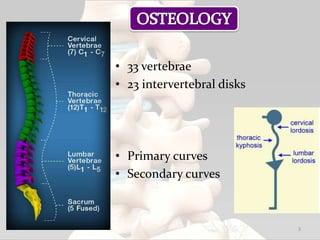 • 33 vertebrae
• 23 intervertebral disks
• Primary curves
• Secondary curves
3
 