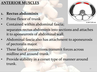 ANTERIOR MUSCLES
1. Rectus abdominis
• Prime flexor of trunk
• Contained within abdominal fascia;
separates rectus abdominis into sections and attaches
it to aponeurosis of abdominal wall.
• Abdominal fascia also has attachment to aponeurosis
of pectoralis major.
• These fascial connections transmit forces across
midline and around trunk.
• Provide stability in a corset type of manner around
trunk.
30
 