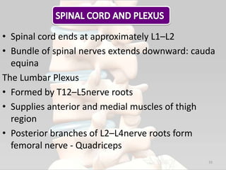 • Spinal cord ends at approximately L1–L2
• Bundle of spinal nerves extends downward: cauda
equina
The Lumbar Plexus
• Formed by T12–L5nerve roots
• Supplies anterior and medial muscles of thigh
region
• Posterior branches of L2–L4nerve roots form
femoral nerve - Quadriceps
33
 