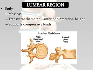 • Body
– Massive
– Transverse diameter > anterior diameter & height
– Supports compressive loads
4
 