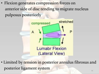 • Flexion generates compression forces on
anterior side of disc tending to migrate nucleus
pulposus posteriorly
• Limited by tension in posterior annulus fibrosus and
posterior ligament system 42
 