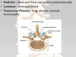 • Pedicles : short and thick and project posterolaterally
• Laminae : short and broad
• Transverse Process : long, slender; extends
horizontally
5
 