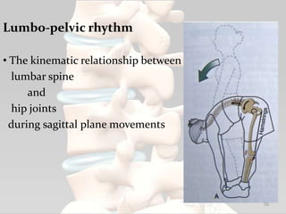 Lumbo-pelvic rhythm
• The kinematic relationship between
lumbar spine
and
hip joints
during sagittal plane movements
50
 
