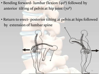 • Bending forward- lumbar flexion (40⁰) followed by
anterior tilting of pelvis at hip joint (70⁰)
• Return to erect- posterior tilting at pelvis at hips followed
by extension of lumbar spine
51
 