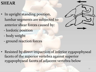 SHEAR
• In upright standing position,
lumbar segments are subjected to
anterior shear forces caused by:
- lordotic position
- body weight
- ground reaction forces
• Resisted by direct impaction of inferior zygapophyseal
facets of the superior vertebra against superior
zygapophyseal facets of adjacent vertebra below
57
 