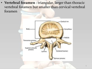 • Vertebral foramen : triangular, larger than thoracic
vertebral foramen but smaller than cervical vertebral
foramen
9
 