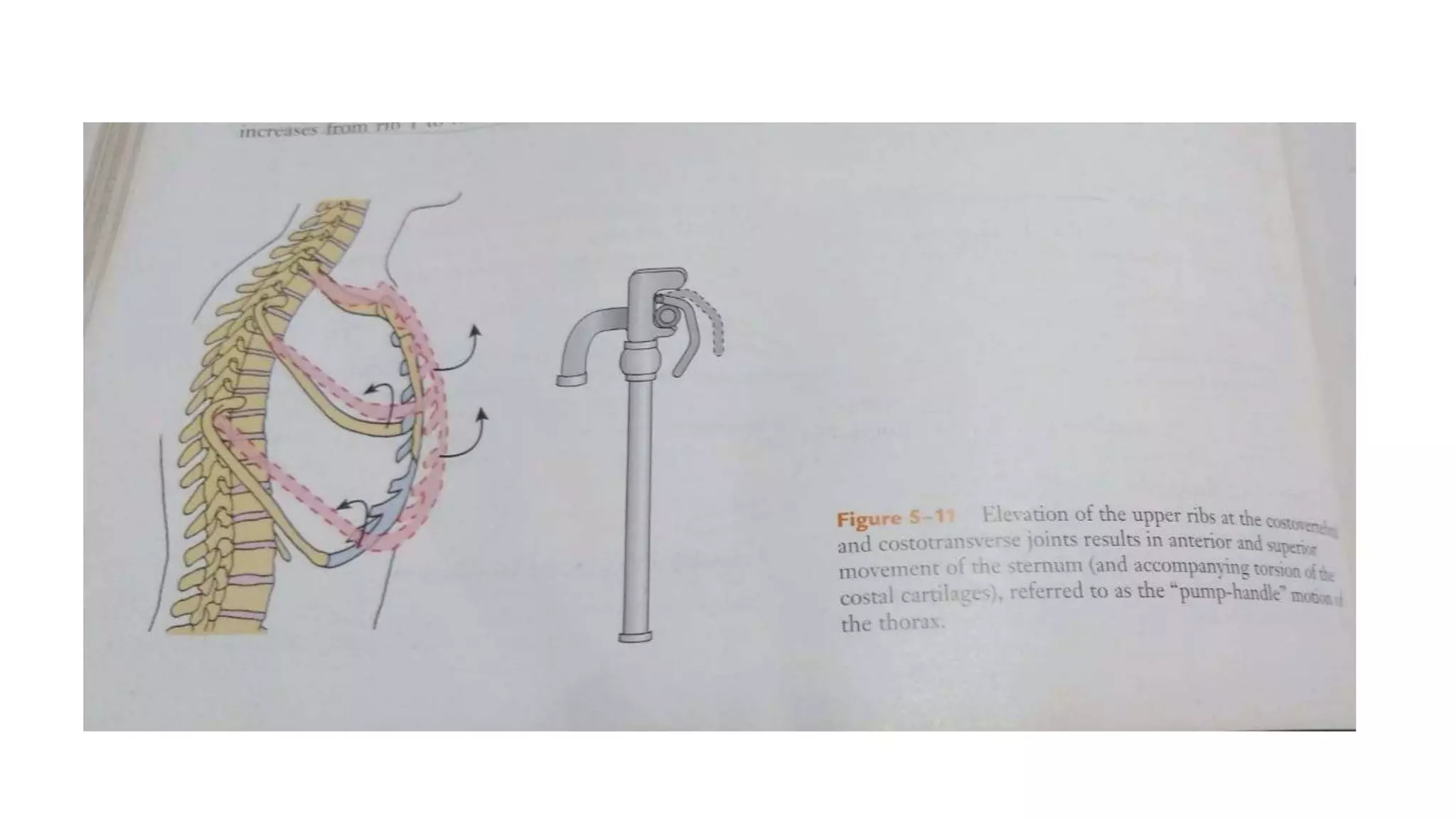 Rib Spring biomechanics of respiration.pptx