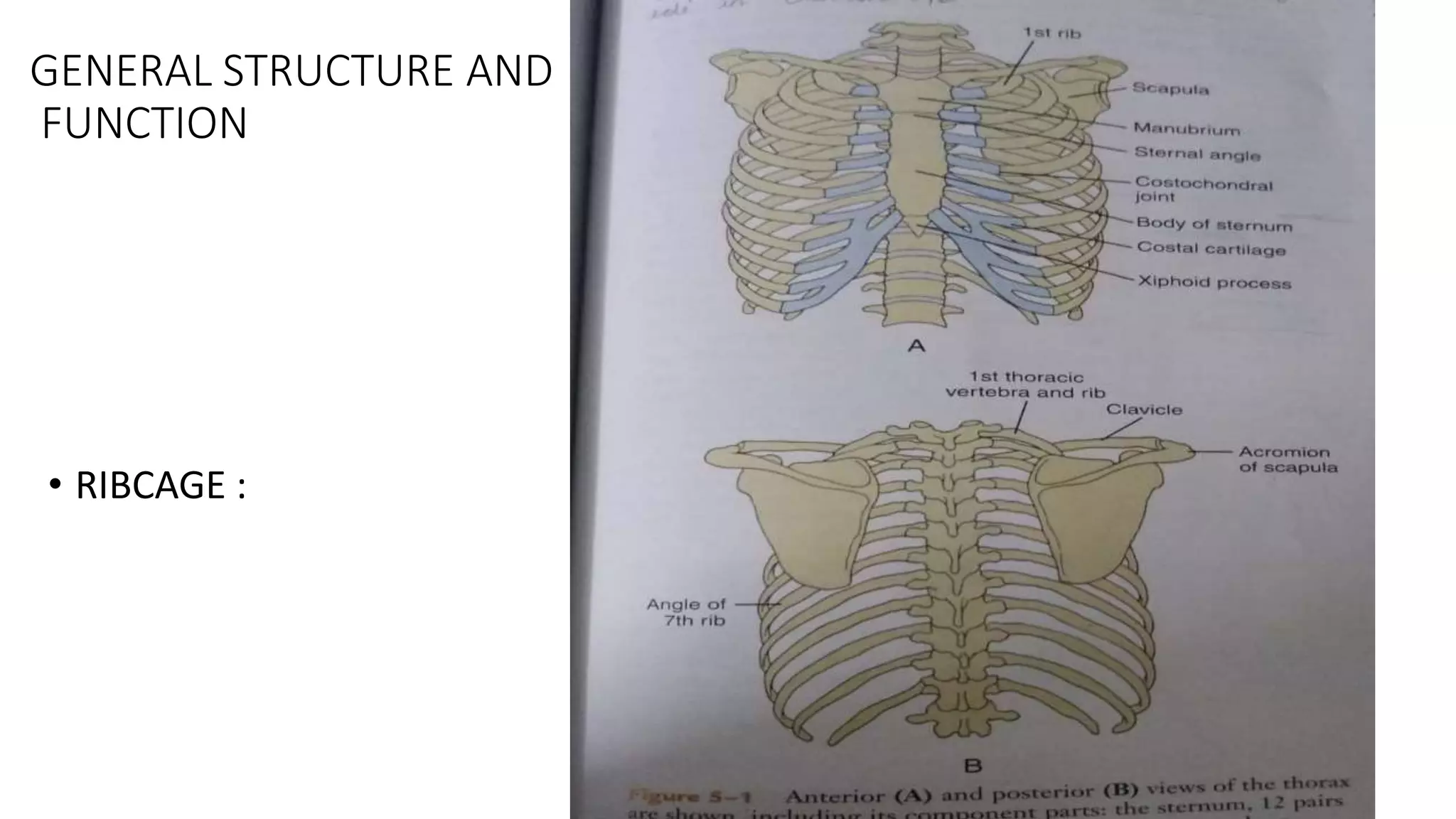 biomechanics of respiration.pptx