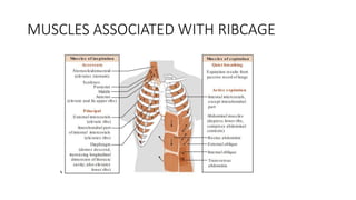 Muscle Rib Rage biomechanics of respiration.pptx