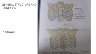 biomechanics of respiration.pptx