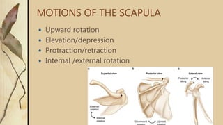 Protraction Example Anatomy Biomechanics of shoulder complex | PPTX