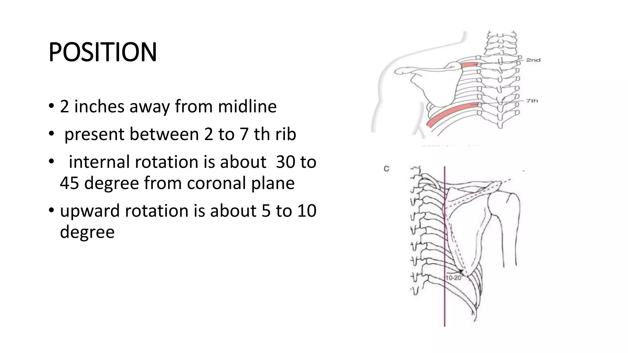 Biomechanics of the shoulder joint complex.pptx