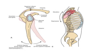 Bituminous Shoulder Biomechanics of the shoulder joint complex.pptx