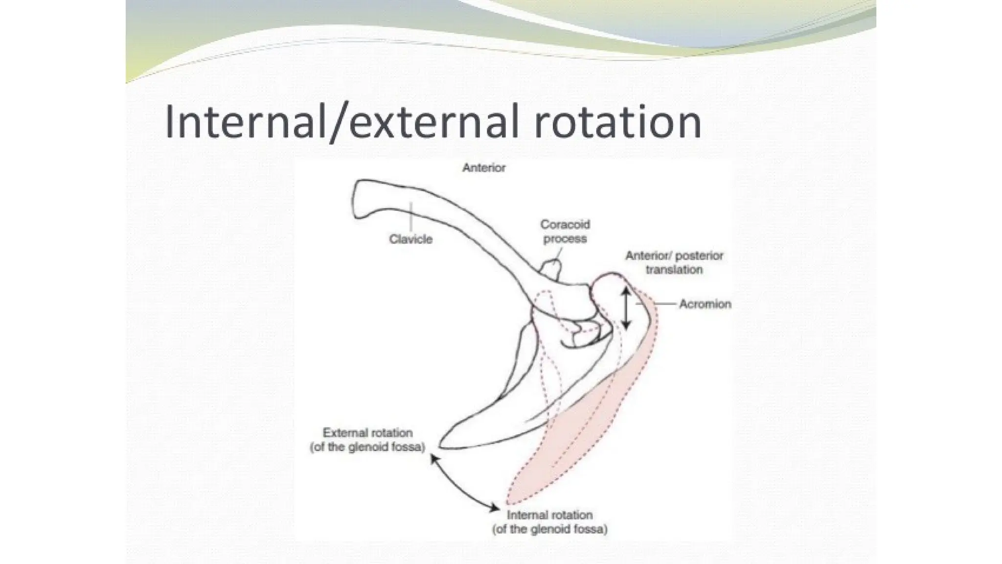 Biomechanics of shoulder joint complex.pptx
