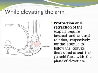 biomechanicsofshoulderug-160301061851.pptx