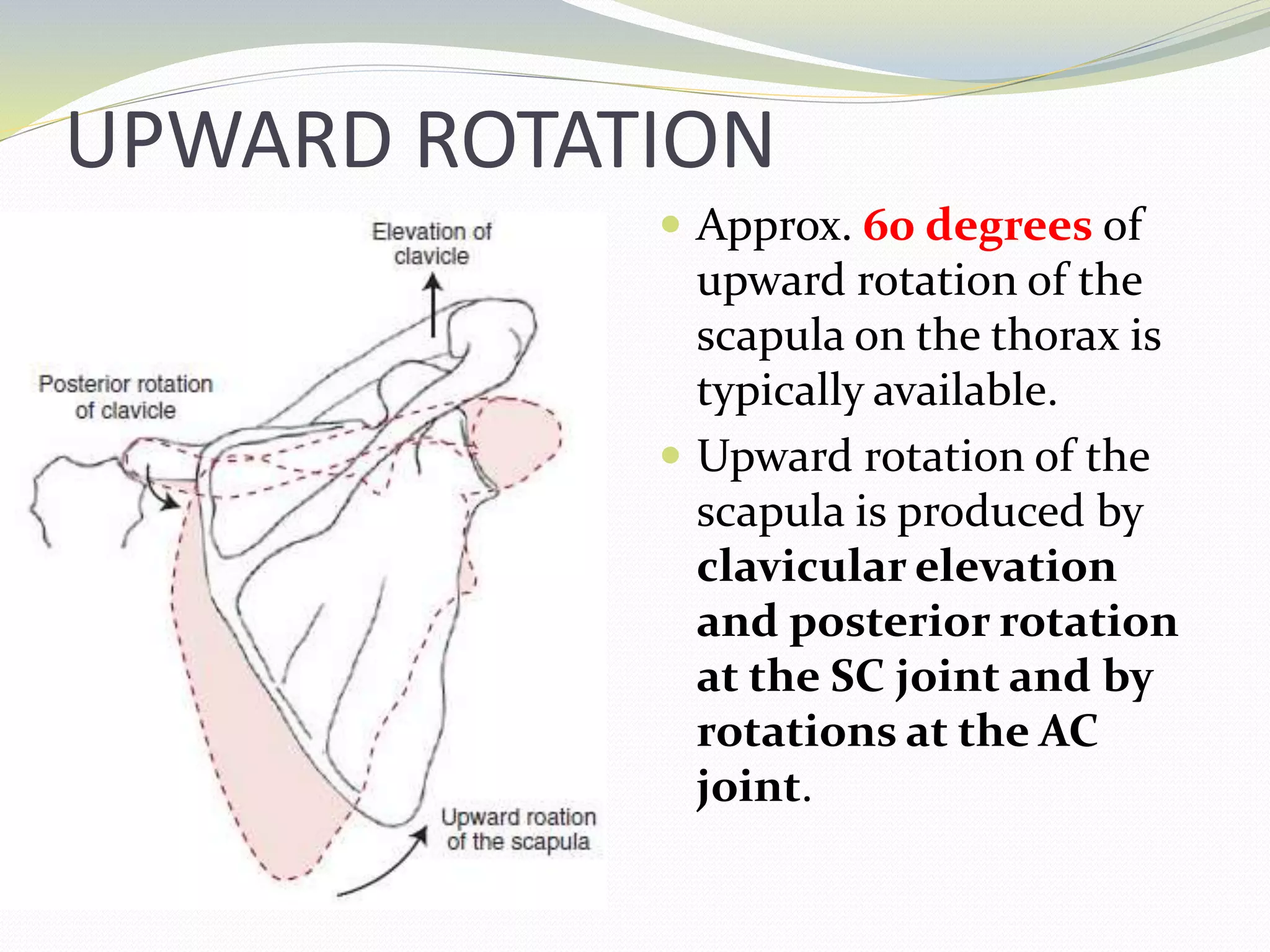 Biomechanics of shoulder complex | PPTX