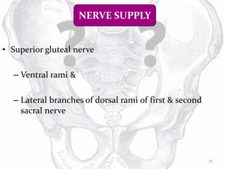 Biomechanics of si joint | PPTX