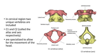 Biomechanics of spine.pptx.dr.shweta soni. | PPTX